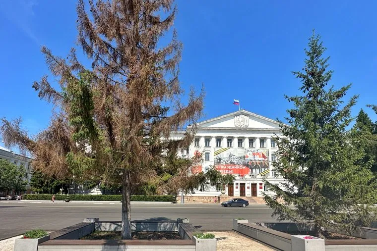 Засохшие деревья. Курган