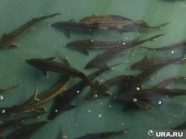 Полтысячи особей стерляди нашла полиция в багажнике машины браконьеров в ХМАО