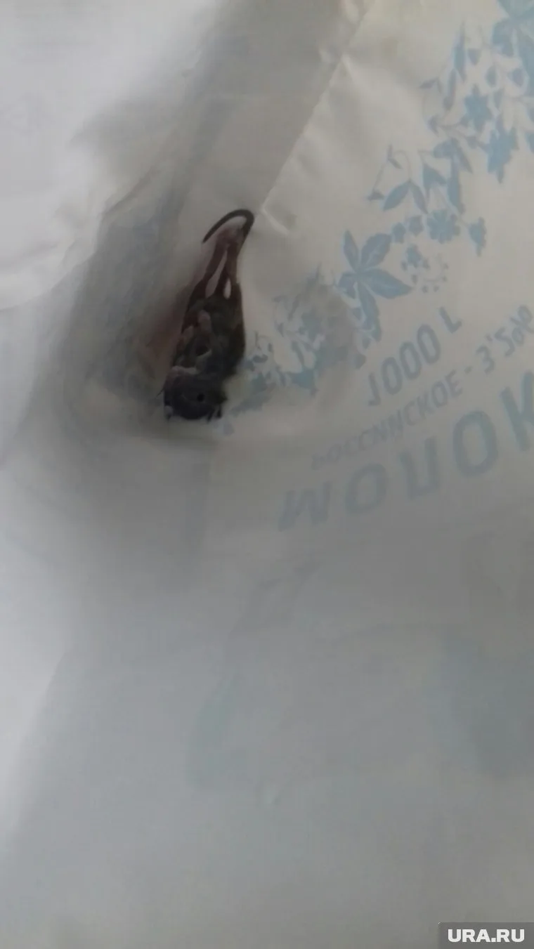 Находка вызвала возмущение пользователей соцсетей