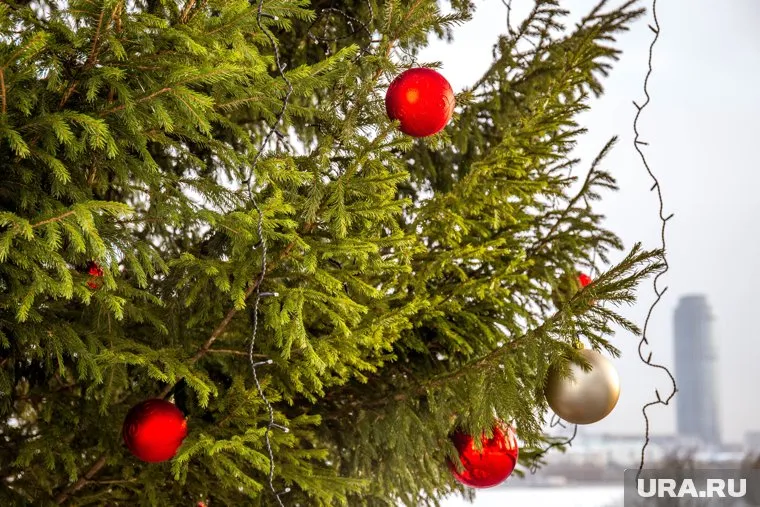 Живая елка дома может привести к аллергии