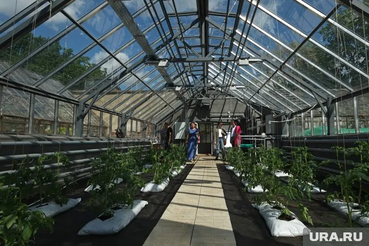 Чтобы урожай был богатым, надо заранее подготовить растения и почву