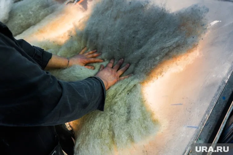 Пледы для правительства Прикамья изготовят из шерсти альпаки, мериносов и акрила