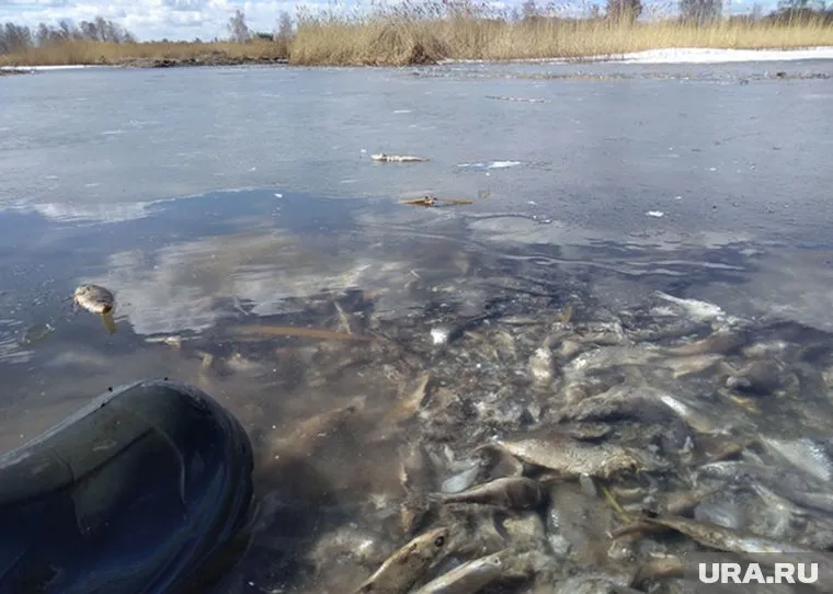 Местное предприятие выбросило рыбу еще в ноябре