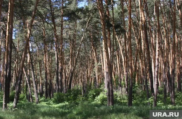 Под видом санитарной рубки уничтожили здоровые сосны