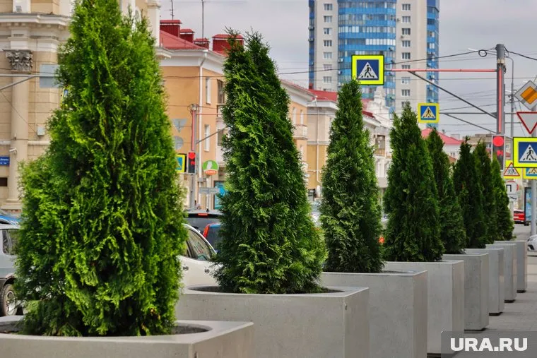 Власти Кургана высадили туи туда, где прошлогодние деревья сгорели