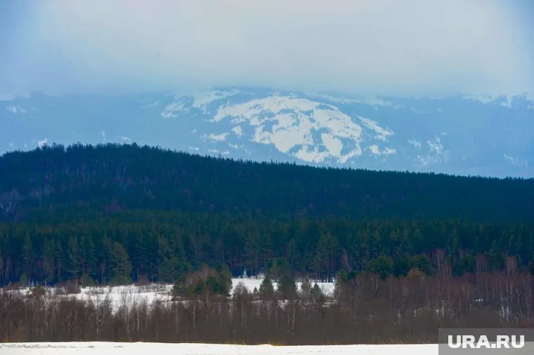На Зигальге подсчитали количество лесных обитателей