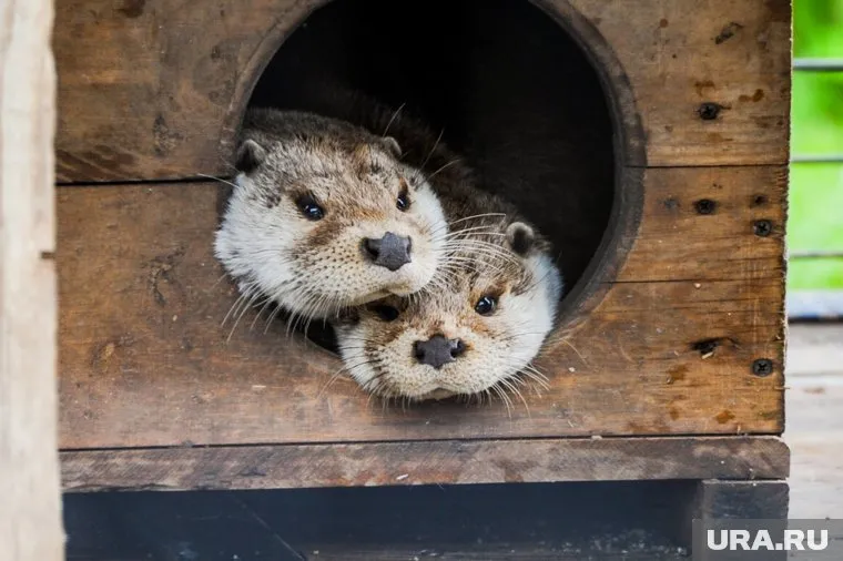 В Кургане хотят построить зоопарк в Заозерном районе