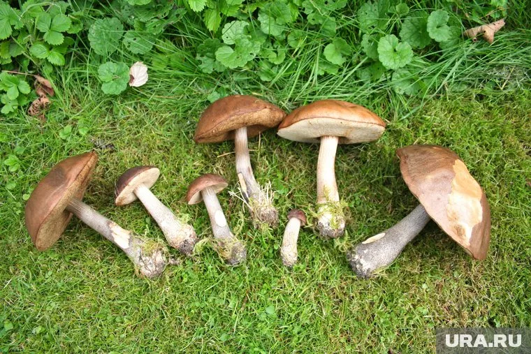 Первые подберезовики собирают грибники в лесах региона