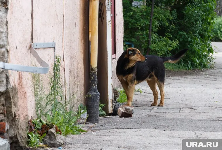 Собака накинулась на женщину и пыталась ее укусить