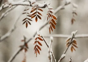 Тюменскую область ждет похолодание, гололед и сильный ветер