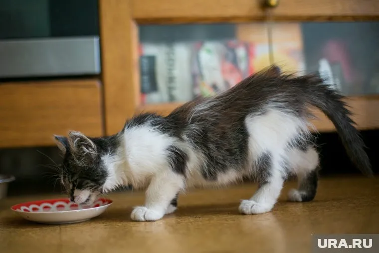 Котенок, подобранный на мусорке, прожил у учителя восемь лет