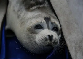 На казахстанском побережье нашли более 100 тел каспийских тюленей: причины массовой гибели животных