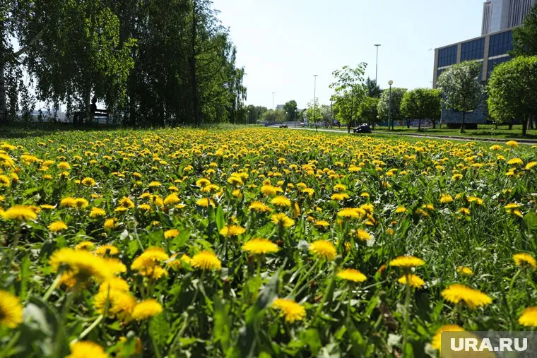 Надежда Логина отметила, что в период цветения аллергикам нужно с осторожностью проходить вакцинацию