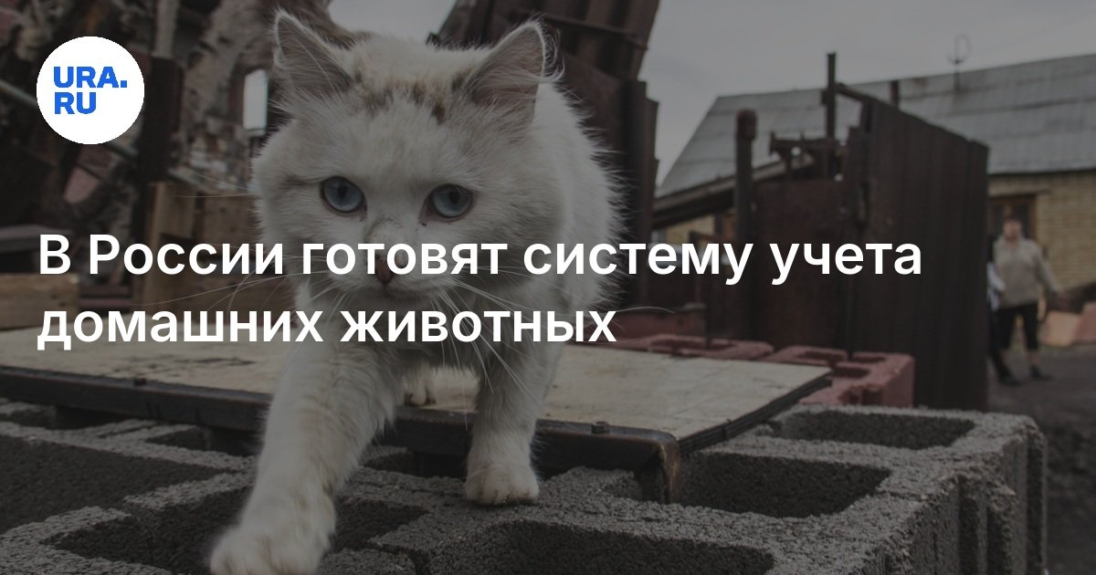В России готовят систему учета домашних животных