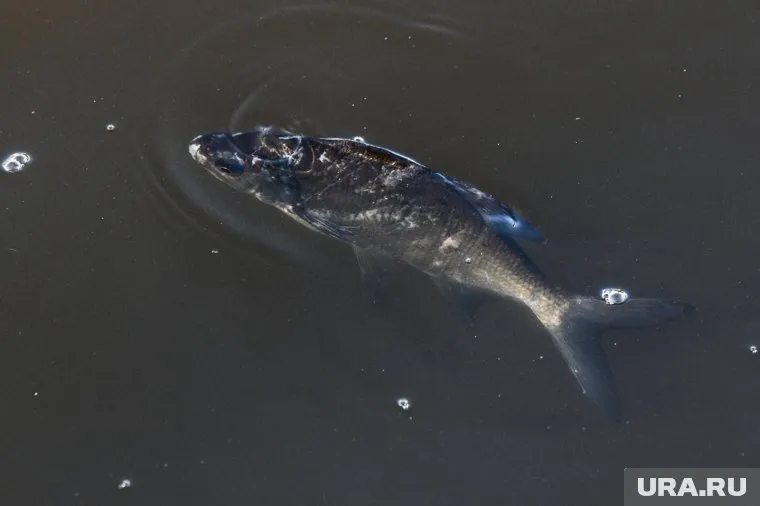 Большинство мальков выжило