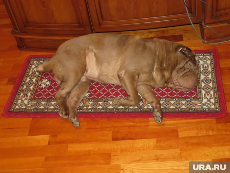 Кроме шарпеев, в список опасных собак попали еще 68 пород