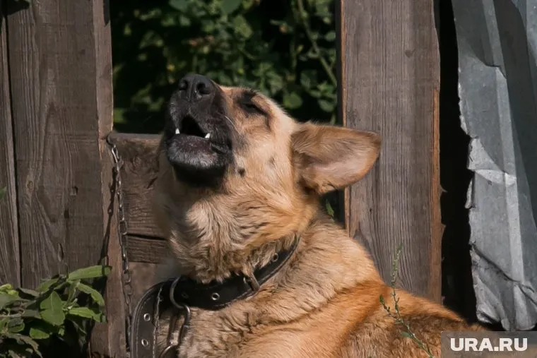 Хозяин собаки найден, с ним работает полиция