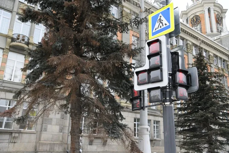 Ели возле мэрии Екатеринбурга. Екатеринбург