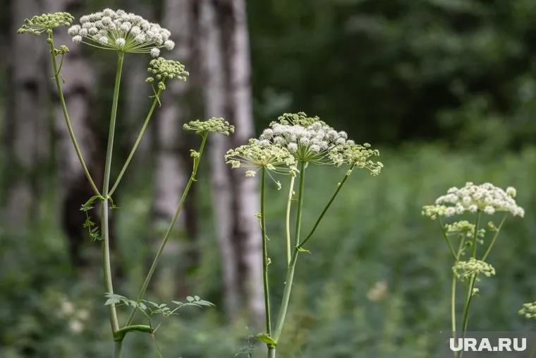 Борщевик содержит ядовитый сок