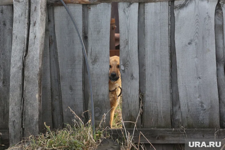 Собака напала на ребенка возле продуктового магазина