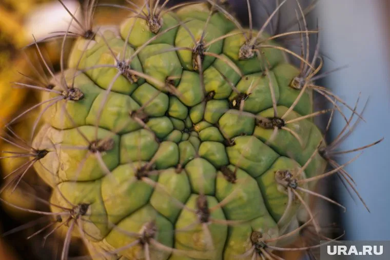 Тефрокактусы могут быть распространителями сорняков или сами ими стать