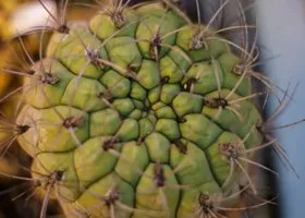 Кактусы в Лабубу, которые пытался ввезти пермяк, оказались опасными сорняками