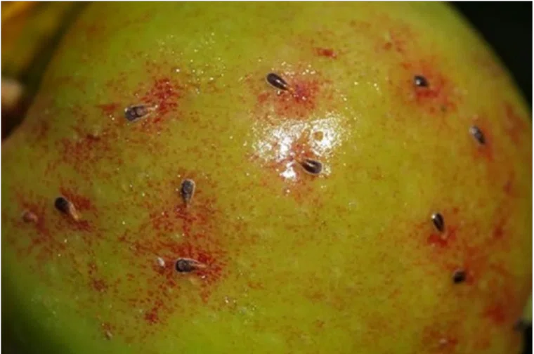 Яблоки прошли проверку