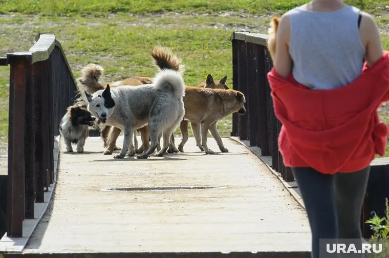 Бездомные собаки стали настоящим бичом Урала и проблемой, решение которой до сих пор не нашли