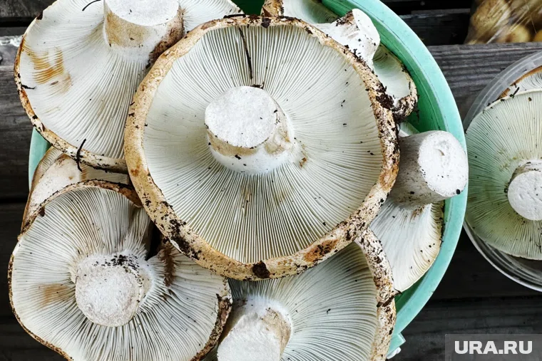 В Челябинской области выпал снег, но началась новая волна урожая груздей