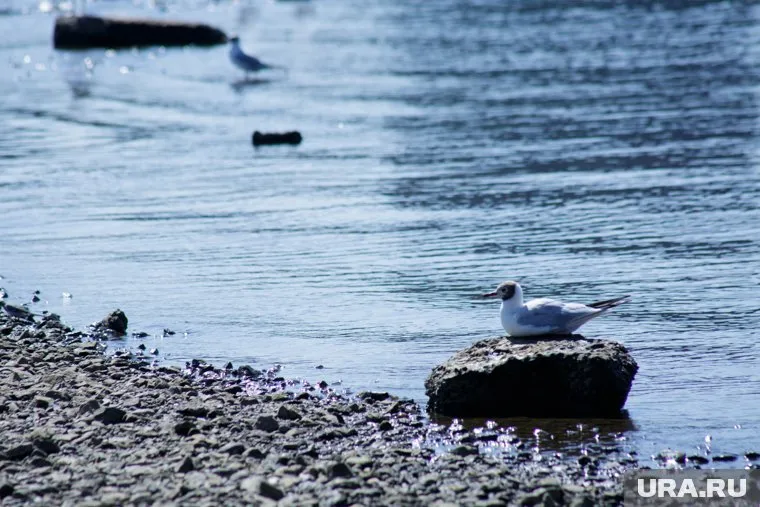 Андрей Алексеенко уверен, что россияне намерено попадают в обсерватор, чтобы остаться на курорте