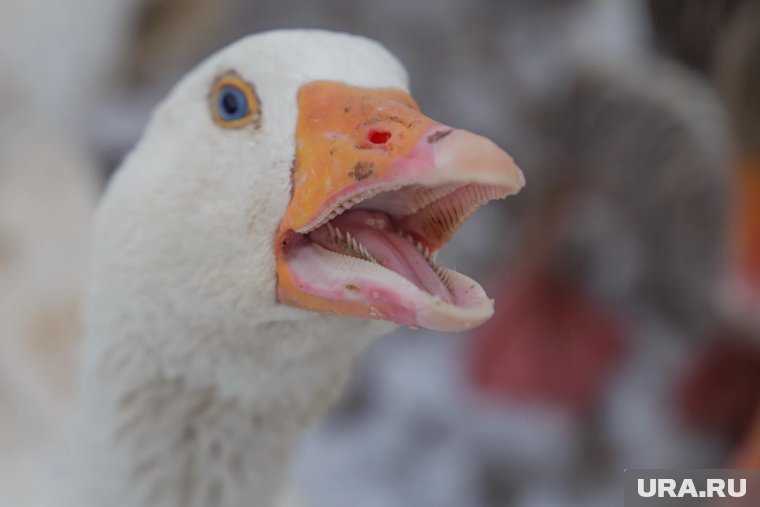 Гусиный забег и гастротур: программа главного фестиваля Шадринска