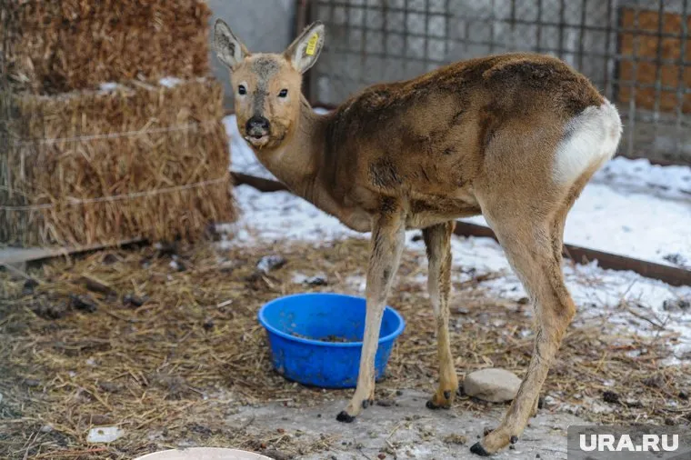 Эксперты: признаки заболевания косуль могут быть вызваны паразитами (архивное фото)
