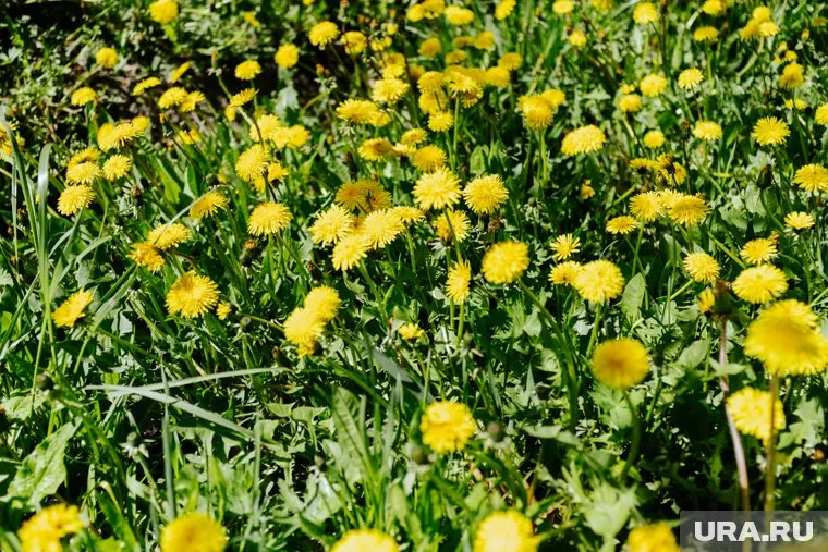 В природе нет случайных растений, и многие сорняки помогают вашему участку