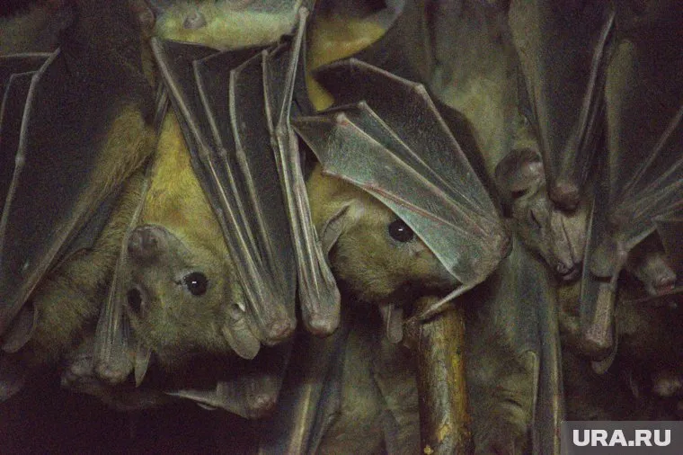 Югорчане делятся историями встреч с летучими мышами в соцсетях