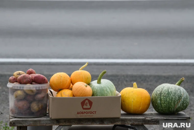 Собирать урожай тыкв нужно до заморозков