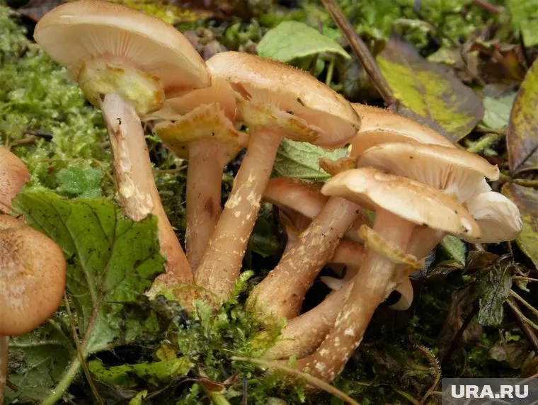 Прежде чем мариновать опята, их нужно отварить в соленой воде и тщательно промыть