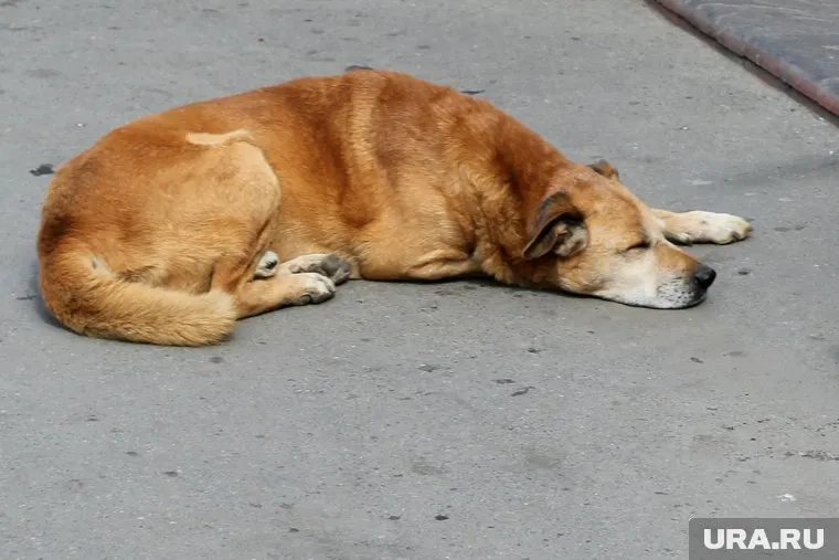 В городах-участниках чемпионата мира по футболу бездомных собак будут отправлять в приюты