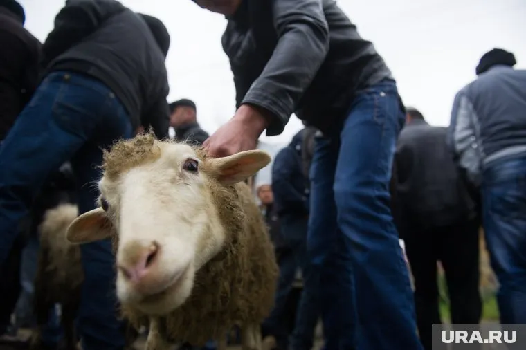 Первым фанатом Шурыгиной стал баран