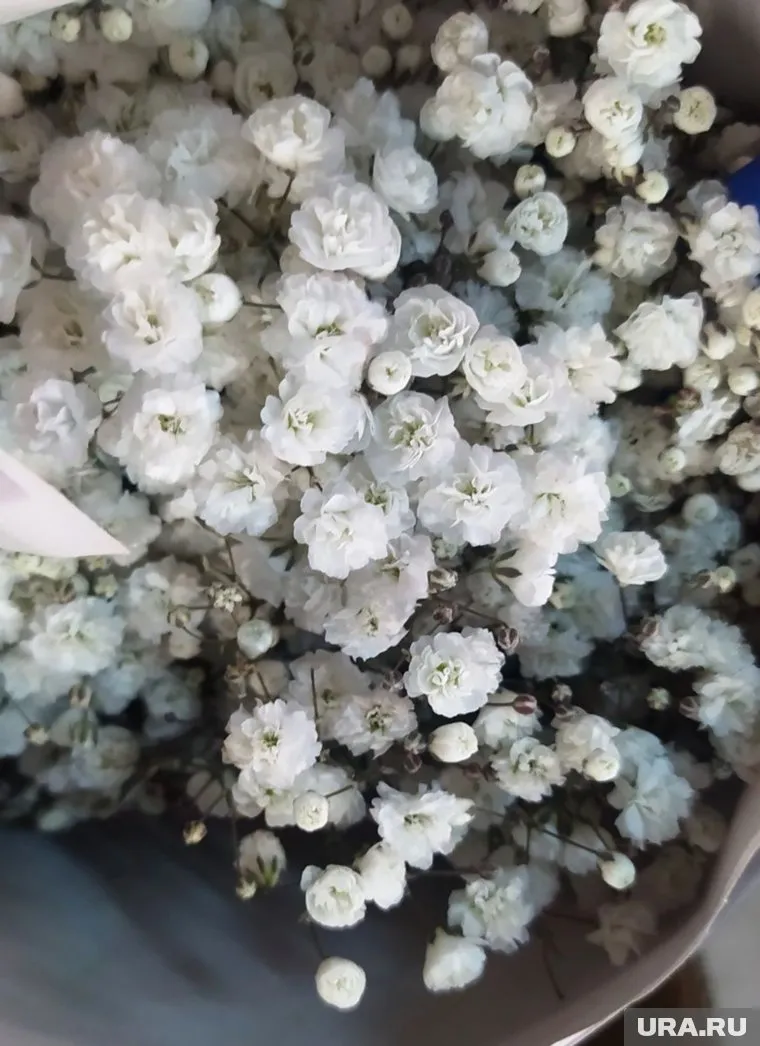 Литовские гипсофилы оказались заражены цветочным трипсом