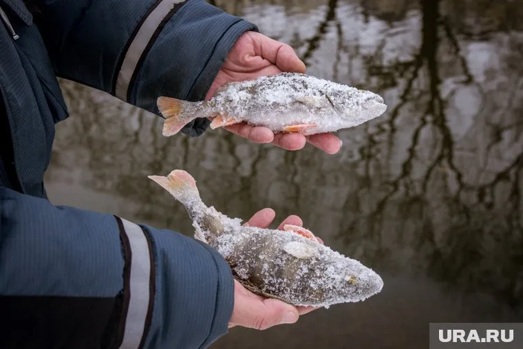 Союз рыбопромышленников ЯНАО обратился в профильный департамент округа