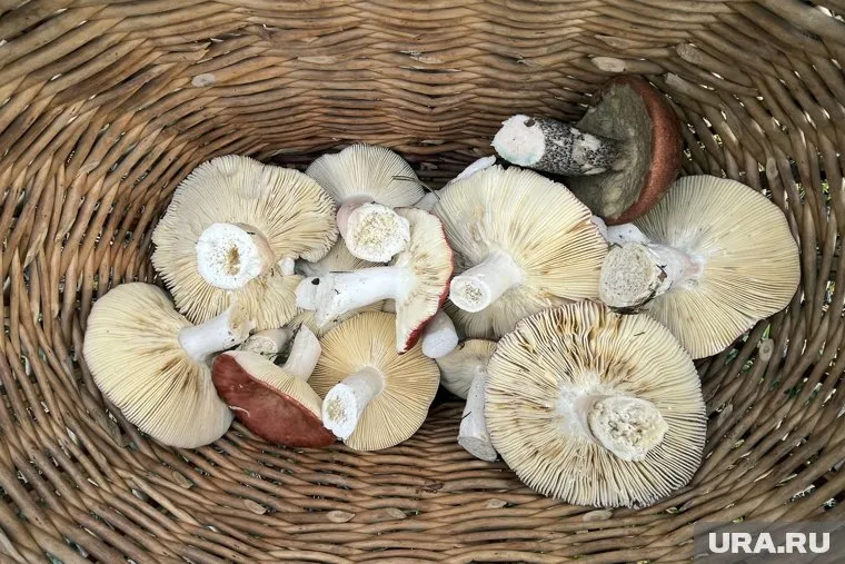 С грибной корзинкой из бумажной лозы не страшно попасть под дождь