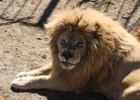 В СК раскрыли причины нападения льва на директора парка «Тайган» Зубкова