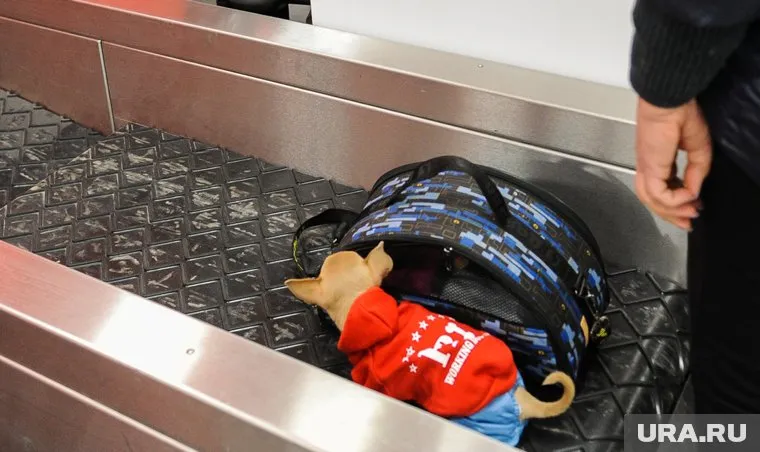 Из-за происшествия с Твиксом в РЖД пообещали изменить правила перевозки животных