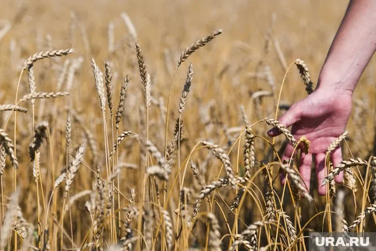 На полях выращивали пшеницу