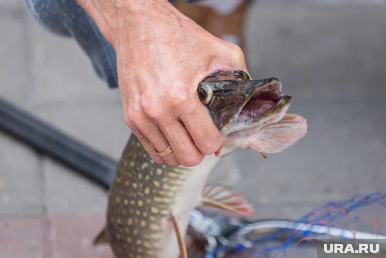 По мнению пермяка, щука из ХМАО имеет другой вкус