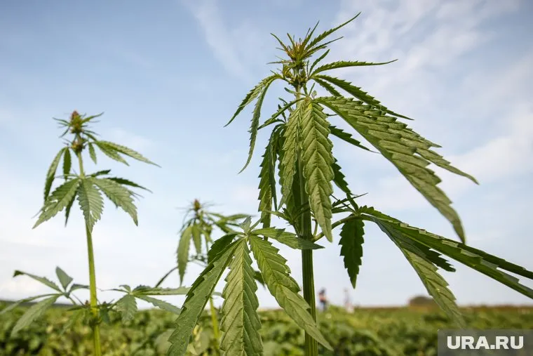 Еще летом 2017 года в Грузии разрешили выращивать коноплю для собственных нужд