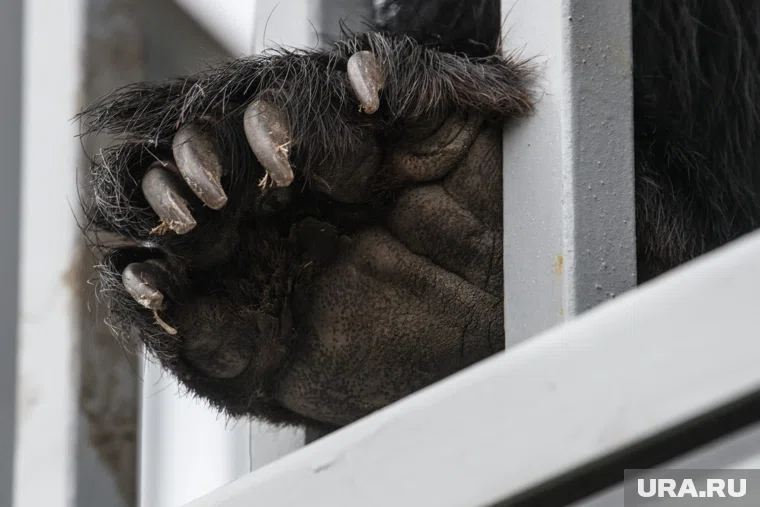 Сейчас медведи постепенно уходят в спячку