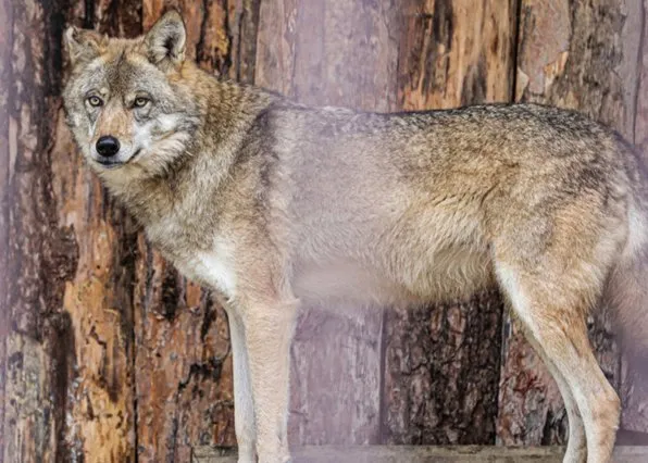 Фотография из галереи