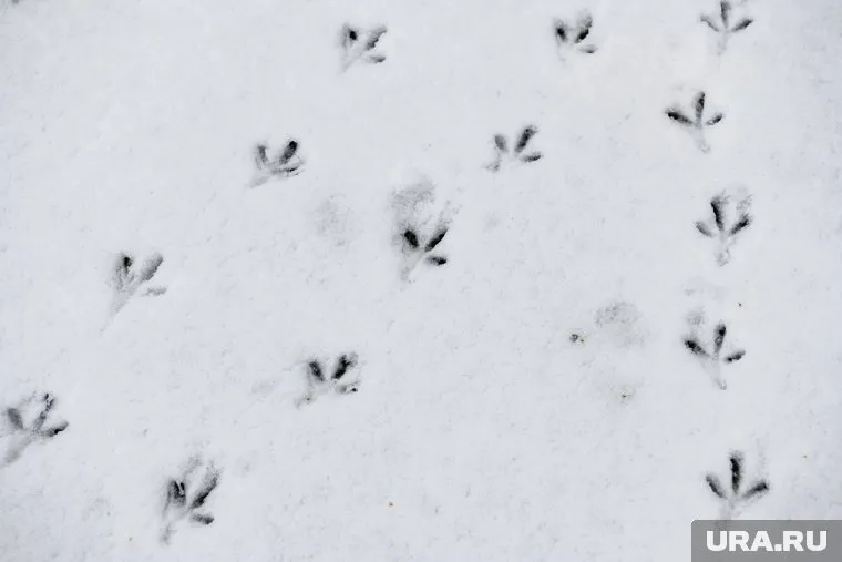 Жители Ямала стали замечать больше птиц с приходом тепла (архивное фото)