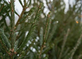 Жители ЯНАО смогут купить огромную елку всего за 700 рублей